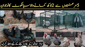 How to Start Ayam Cemani Chicken Farming At Home || Free Range Ayam Cemani Hen Farm in Sialkot | Asim Faiz