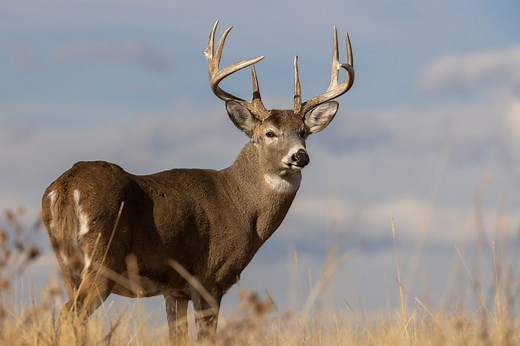 The 10 Worst Deer Hunting States in America