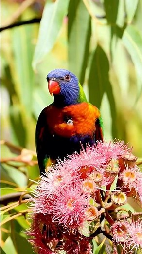 Meet the RAINBOW LORIKEET Bird That Talks Like a Human