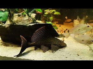 L165 gibbiceps, 900 Liter Aquarium fish tank /+ Acanthicus Adonis L155 Pleco