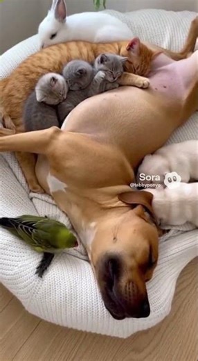 Snuggle Party: EVERYONE is Invited! 🐶🐱🐰 A True Puddle of Love 🥺