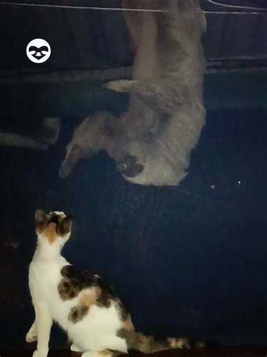 Curious Sloth Meets Cat Through Mosquito Net
