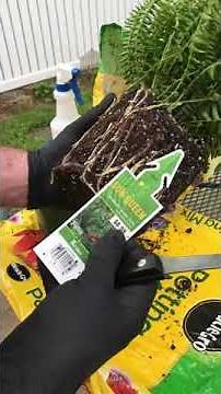 How to Grow Ferns from Cuttings