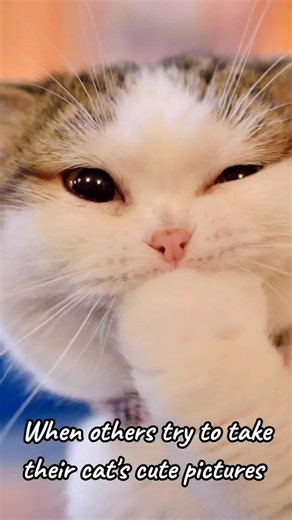 5 Fascinating Facts About Bengal Cats