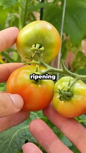 How Do You Ripen Tomatoes Faster At Home? #shorts