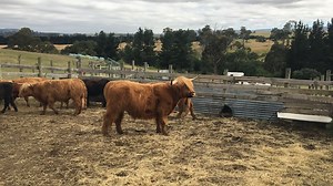 Rare Beef: Scottish Highland cattle thriving in Tasmania
