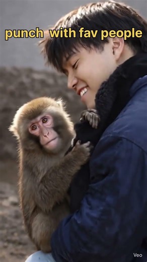 punch with his favorite people ✌️🐾😍 #punch #monkeys #japan# ichikawazoo #punch-kun