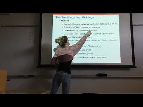 The Digestive System Part 2.1