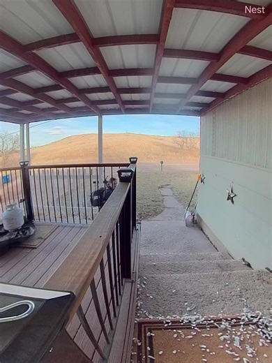 Hawk vs Pigeon: A Shocking Encounter