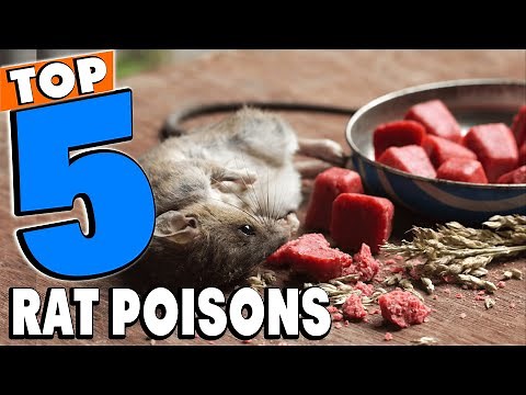 Top 5 Best Rat Poisons Review In 2024