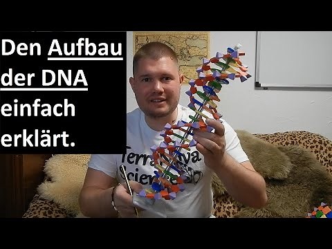 Den Aufbau der DNA einfach erklärt | Wie ist die DNA aufgebaut?