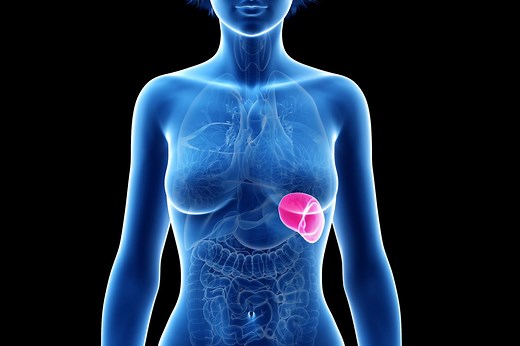 Rate : définition, rôle de cet organe, schéma, anatomie