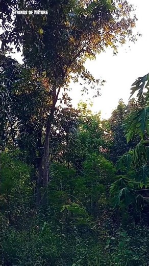 Insect Sounds, Soft Wind and Birdsong in the Evening Forest | ASMR Nature #shorts #short