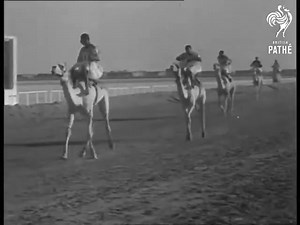 "QUEEN IN SUDAN" Elizabeth. II . Khartoum, Sudan 1965 Travel shot past camels decorated with bunting. C/U camel's head. L/S Queen Elizabeth II and Duke of Edinburgh (Prince Philip) in car driving from airport into centre of Khartoum. Mass of cheering Sudanese people. C/U press photographers and cameraman on truck. Queen and Duke standing in car waving. Travel shot past crowd. Various shots excited crowd of Sudanese running down road and waving with camels trotting along in background. Dancing Gr