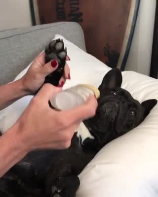 1.7K views · 77 reactions | Save your dog's dry nose (Snout Soother),...