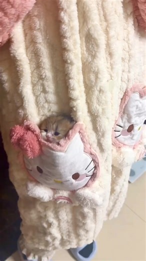 My pocket just produced a kitten. 📦💖#cute #pet #kitten #cat