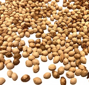 Pin Cherry Tree Seeds (PRUNUS PENSYLVANICA) (fire Cherry) - Etsy