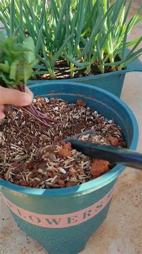 RT 90008478 mini rotary tillage and ridging all#in one 🌲 tree short view #rogator#shorts