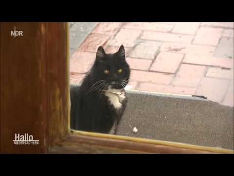 Felix, der Kneipenkater - R.I.P.