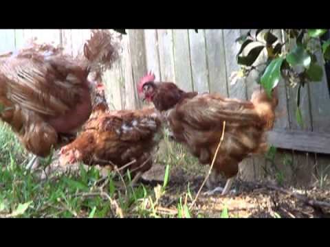 Rescued battery hens experience life out of the cage for the first time ever!