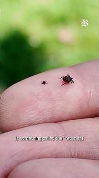 Tick season is back. Here's what an expert told us.