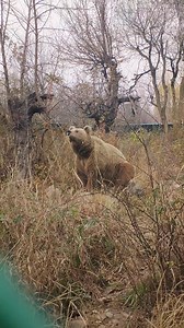 129K views · 4.6K reactions | New vlog in dachigam #mexico #funnyvideo #deals #musical #Philippines #videocontentcreator #drama #musicaltheater #playerlist #conversation | Tabish Saboor | Facebook