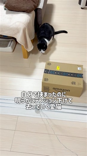 自分から挟まっておいて…笑うしかない#ハチワレ #ばんくん #shorts