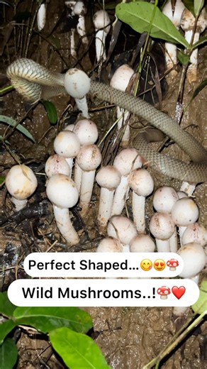 Perfect Wild Mushrooms 😋😍🍄❤️ #trending #viral #youtubeshorts