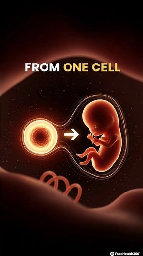 Unveiling Life: Human Embryo Development in 3D: From One Cell to a Body in Weeks #shortvideos