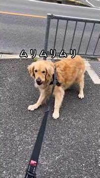 Dog notices hospital #GoldenRetriever #LifeWithLargeDogs #LargeDogsAndChildren #HatesHospitals