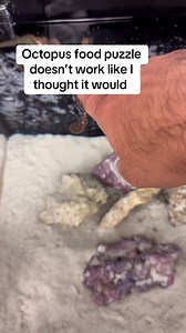 169K views · 2.6K reactions | ‼️TRIGGER WARNING‼️ Live crabs are used in this video, they’re eventually eaten but none of that is shown here. #petoctopus #octopus #aquarium #thereefdoc #unotheocto | The Reef Doc | Facebook