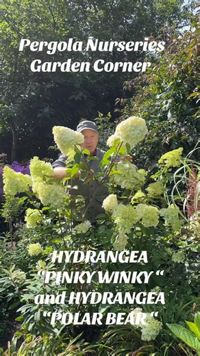 #addWEBSHOP https://pergolanurseries.ecwid.com HYDRANGEA PINKY WINKY enormous cone like white flowers from end of June until mid September.Open white first and turn pink in late summer and autumn.HYDRANGEA POLAR BEAR ..enormous white flowers non stop from July until mid September. FEED WITH FLOWER MAX every six weeks from now for best results !. Apply FLOWERMAX around roses ,perennials,hydrangeas,shrubs ..for best quality flowers. FLOWERMAX increases flower size and quantity. Apply every 4-6 wee