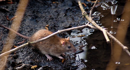What Diseases Do Rats Carry? Pest-Control Experts Explain How to Keep Yourself Safe