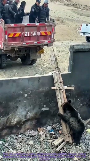 Wildlife Rescue: Bear Escapes Pit Using DIY Bamboo Ladder