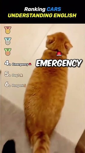 Ranking CATS UNDERSTANDING ENGLISH Core Moments!! 🐱🧠