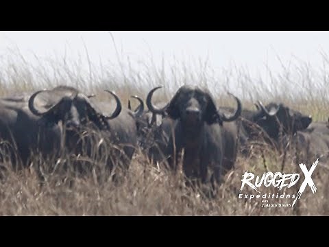 Biggest Cape Buffalo Taken by J Alain Smith