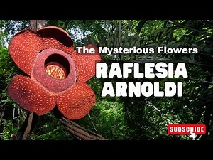 The Mysterious Flowers - Rafflesia Arnoldi