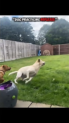 Cats: The True Kings of Reflexes #trending #animals #youtubeshorts #cat #dog