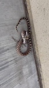 48K views · 592 reactions | Found a friend | Dirty Bird Concepts | Facebook