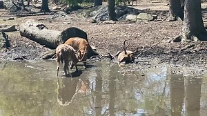 Père David’s deer can often be seen standing in the water in their exhibit, or wallowing in the mud. Most deer have small hooves, but Père David’s deer have large hooves with partial webbing between the toes, which helps them move through the water or walk across marshy grasslands with ease. | Bronx Zoo