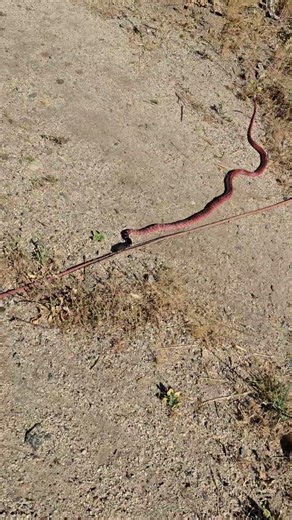 red racer