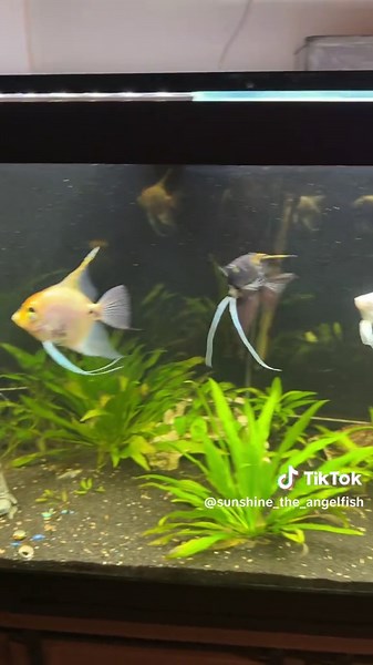 #fish #fishoftiktok #aquarium #fishfam #fishtank #fishtok #angelfish #sunshine