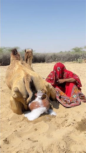 فوق ظهر الجمل عروس جميلة تُخرج شيئًا غامضًا والجميع في الصحراء يندهش من المشهد 🐪👰😮
