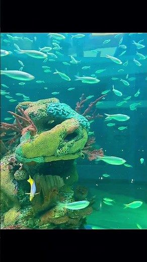 💦 Mississippi Aquarium Is a Must-See! 🐠