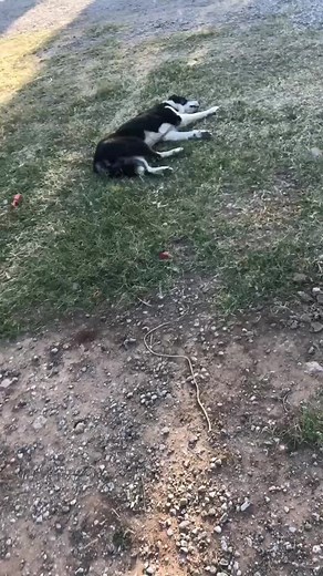 seeing if jimmy wanted some crawfish it spooked him awake #jimmy #MakeMomSmile #fyp #petlife