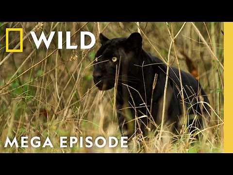 Exploring Big Cats Around the Globe | MEGA Episode | Nat Geo Animals