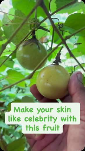 Steve Fernandes | ✨”One plant, two treasures – Passionfruit 🍈 + Passionflower 🌸! Did you know this wonder plant not only gives us delicious fruits packed... | Instagram