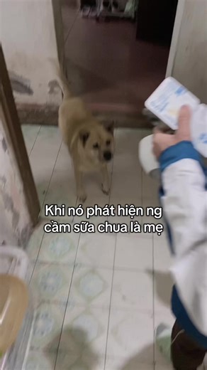 Funny Moments with My Dog: Trust Issues?