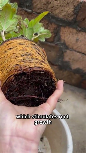 How To Nurture Roots When Growing Flowers? #gardening