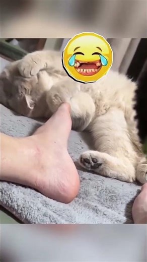 FUNNY Animals Doing Crazy Things!